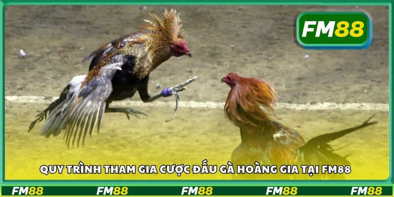 Hướng dẫn từng bước để cược đấu gà tại FM88
